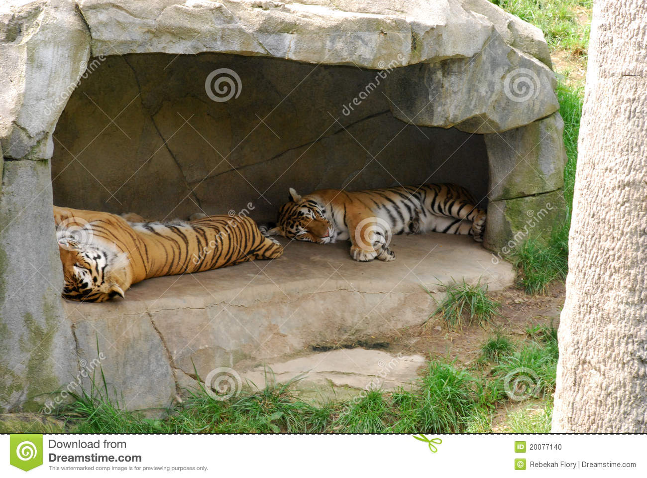 Animal Den Clipart Sleeping Tigers In Den