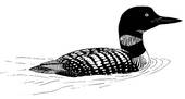 Common Loon   Clipart Graphic