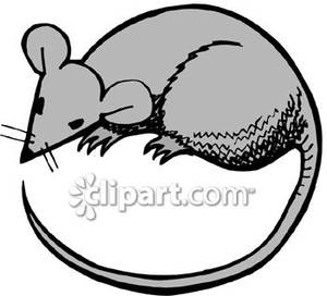 Hunched Grey Mouse   Royalty Free Clipart Picture