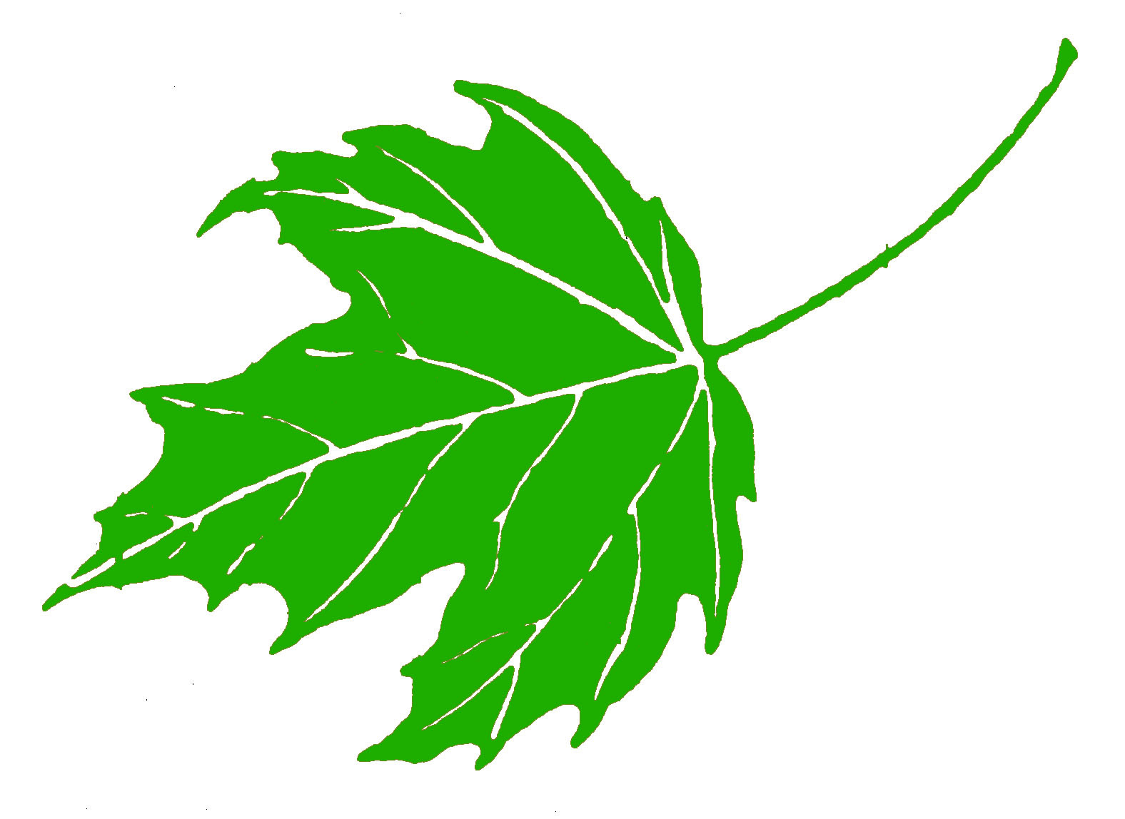 Sugar Maple Leaf Clip Art Green Maple Leaf Clipart