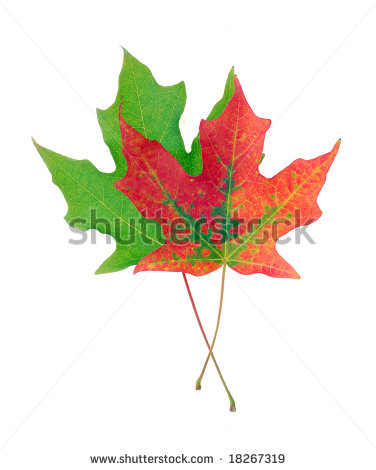 Sugar Maple Leaf In Fall Color Against White Background Stock Photo