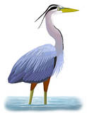 Great Blue Heron   Clipart Graphic