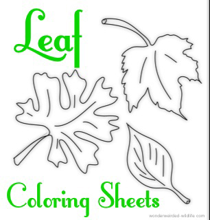 Leaf Coloring Page Book Our Coloring Pages Of Leaves A Z