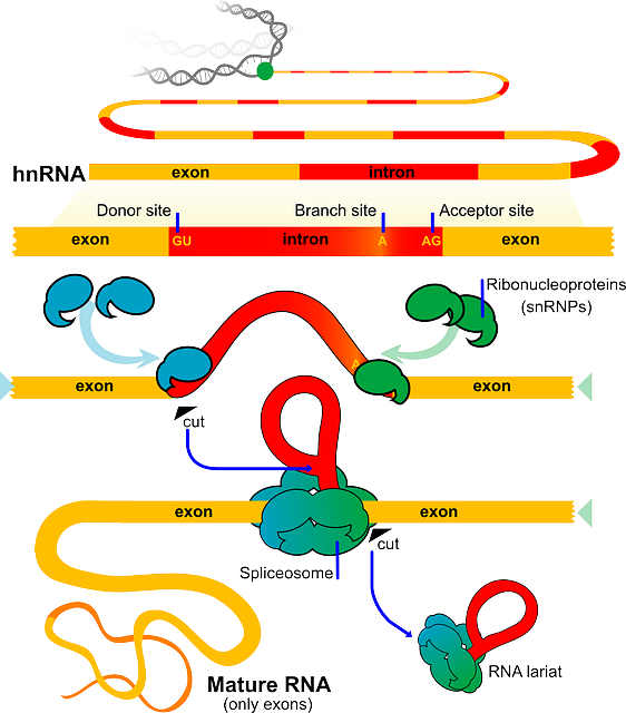 Science Diagram Illustration Biology Splicing Rna