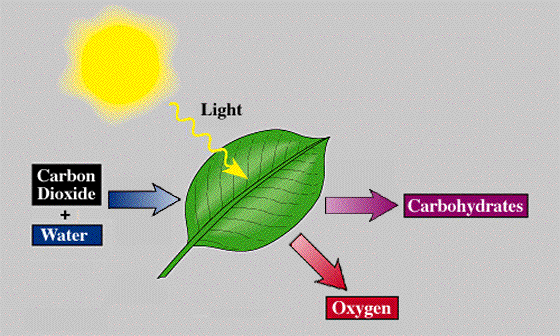 Waste Product Of Photosynthesis Is Oxygen Gas Which Is Let Off