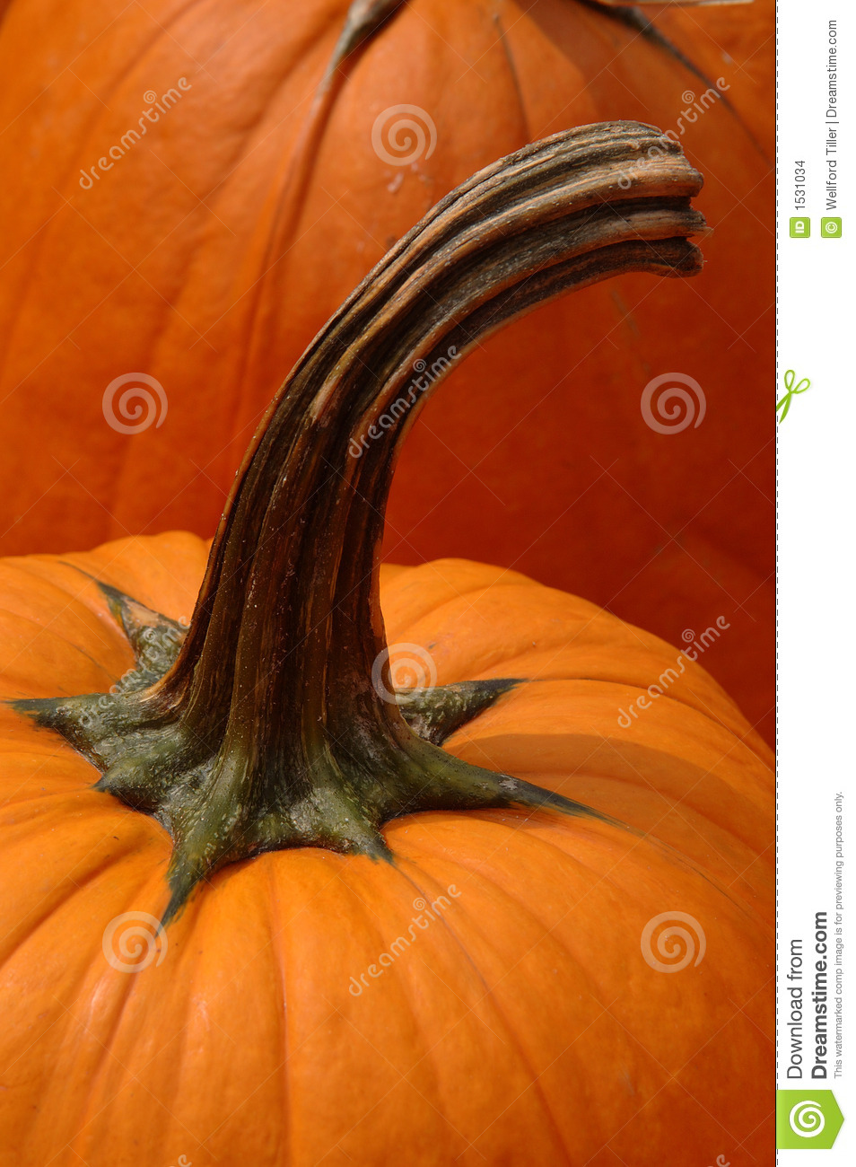 Close Up Of Pumpkin Stem With Another Pumpkin In The Background