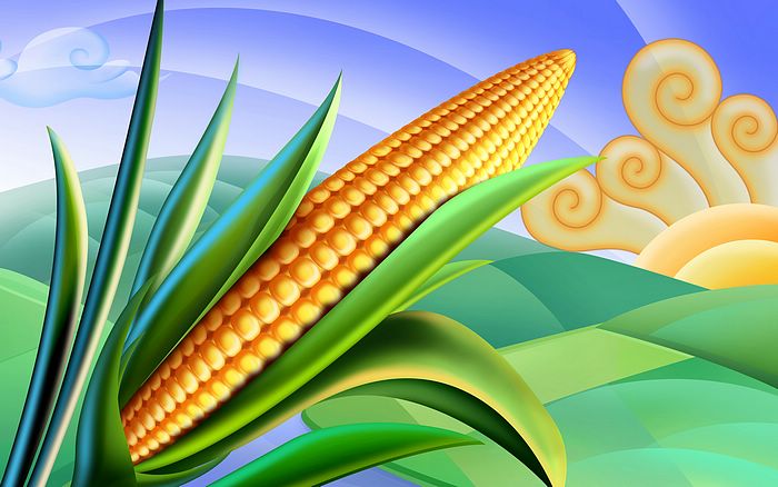 Psd Food Illustrations   Corn On The Cob Corn Picture 1920 1200  28
