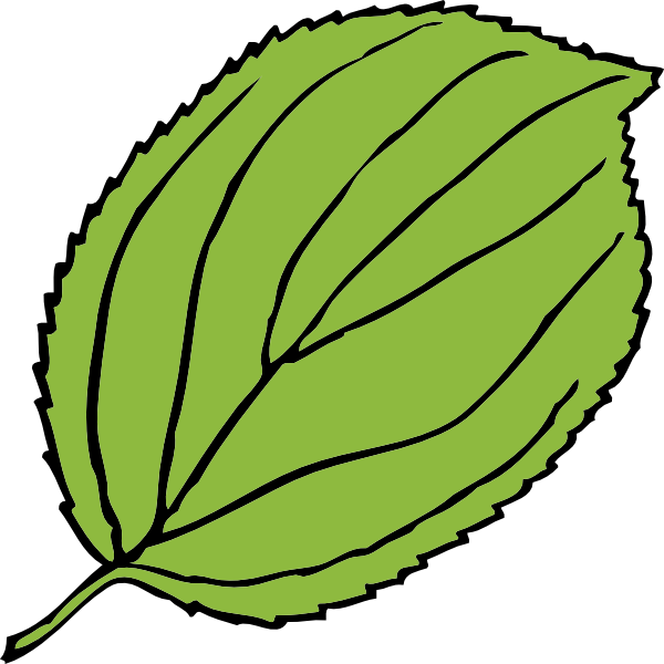 Serrate Leaf Clip Art