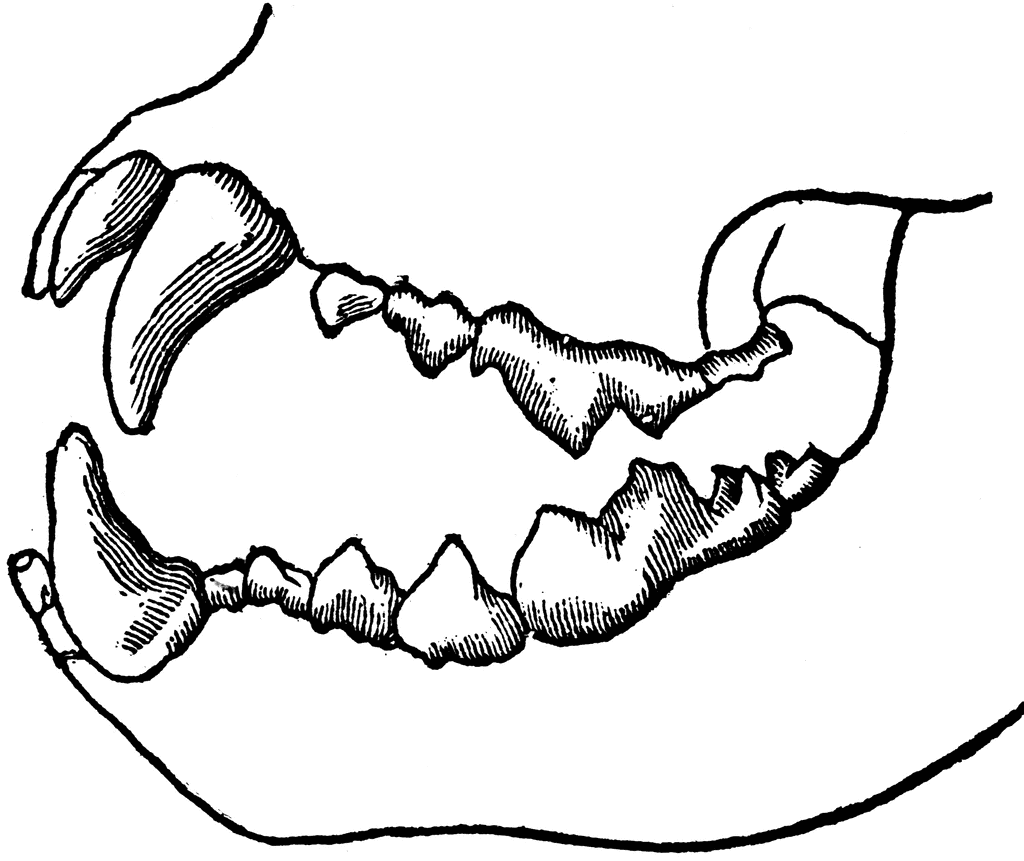 Teeth Of A Carnivorous Animal   Clipart Etc