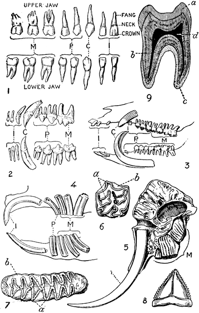 Teeth Of Man And Several Animal Species   Clipart Etc