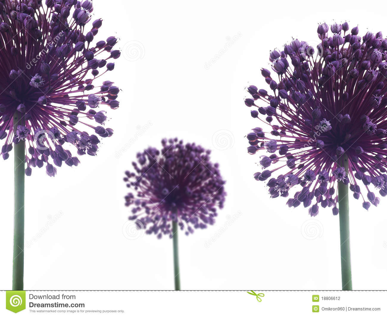 Allium Giganteum Stock Photography   Image  18806612