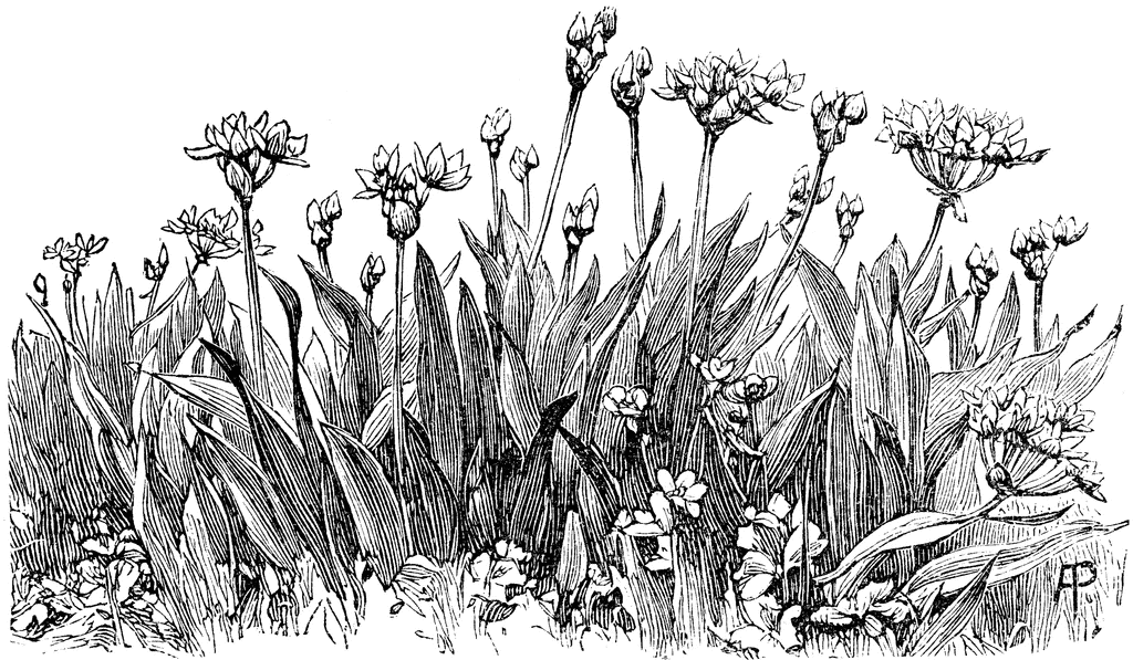 Allium Moly Flowers   Clipart Etc
