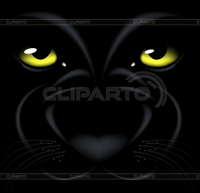 Beautiful Black Background With Yellow Eyes And Muzzle Panthers    