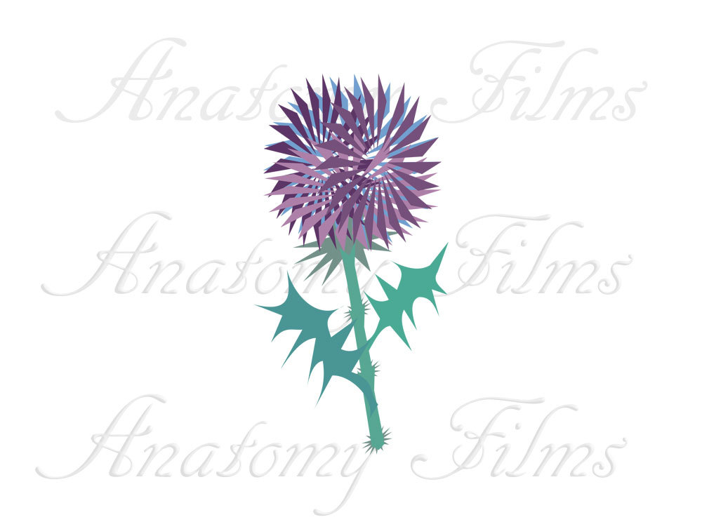 Flower Purple Flower Allium Commercial Clipart By Anatomyfilms
