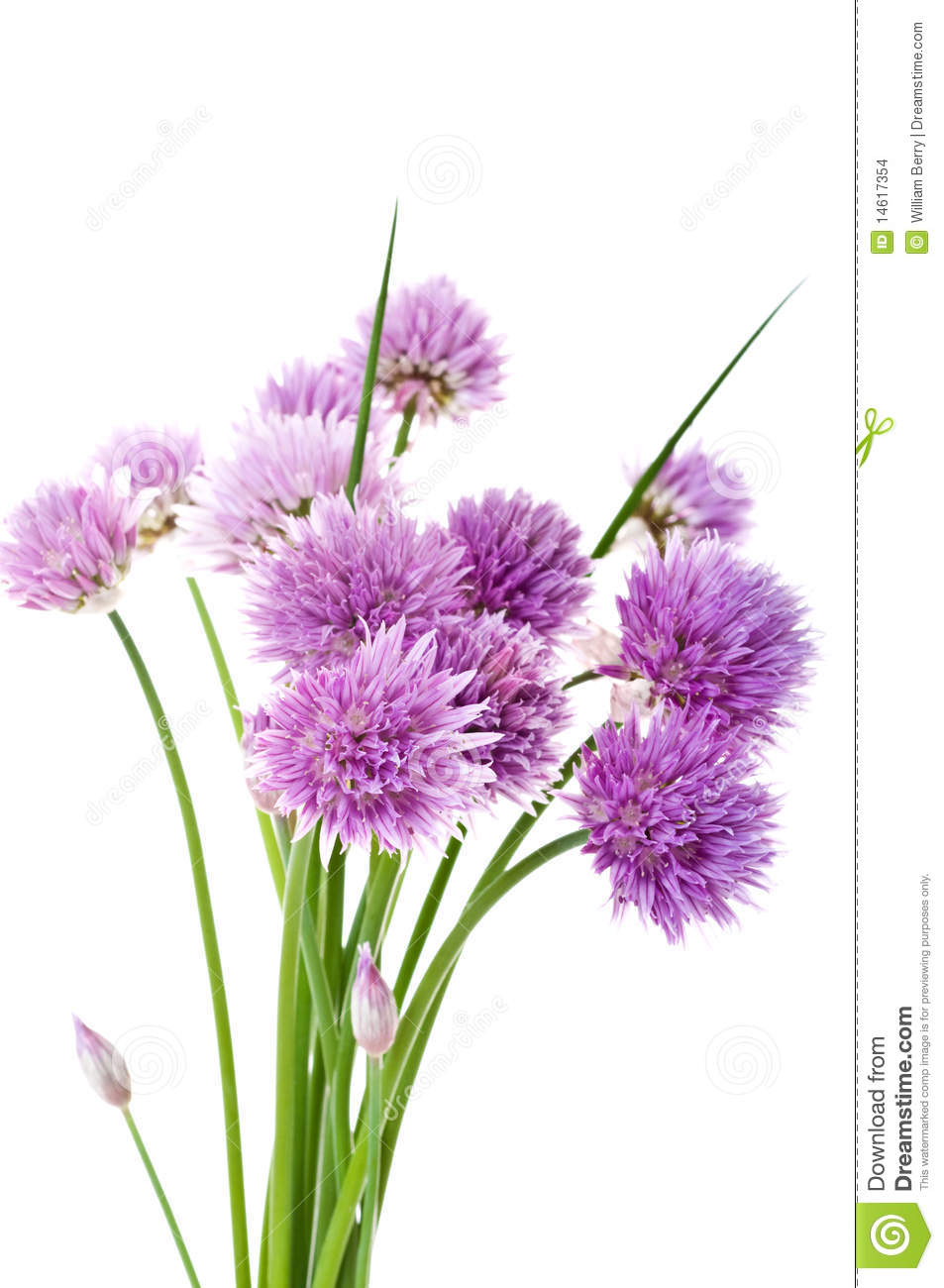 Fresh Chives  Allium Schoenoprasum  Stock Images   Image  14617354