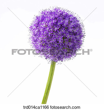 Gegenstand Blume Lila Nahaufnahme Allium Gro Es Bild Anschauen