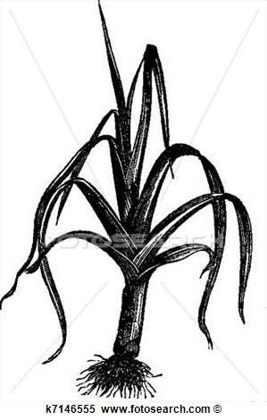 Leek Or Allium Ampeloprasum Porrum Vintage Engraving View Large Clip    