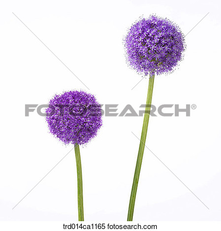 Stock Image   Object Object Flower Purple Allium  Fotosearch    