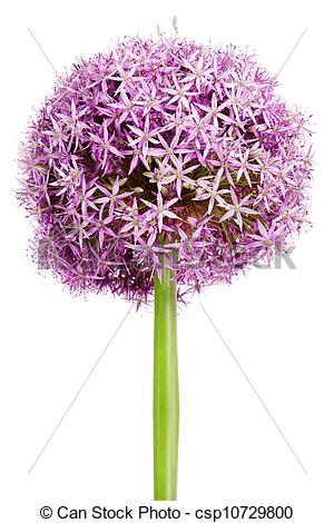Stock Photography Of Allium Purple Garlic Flowers   Allium Flower    