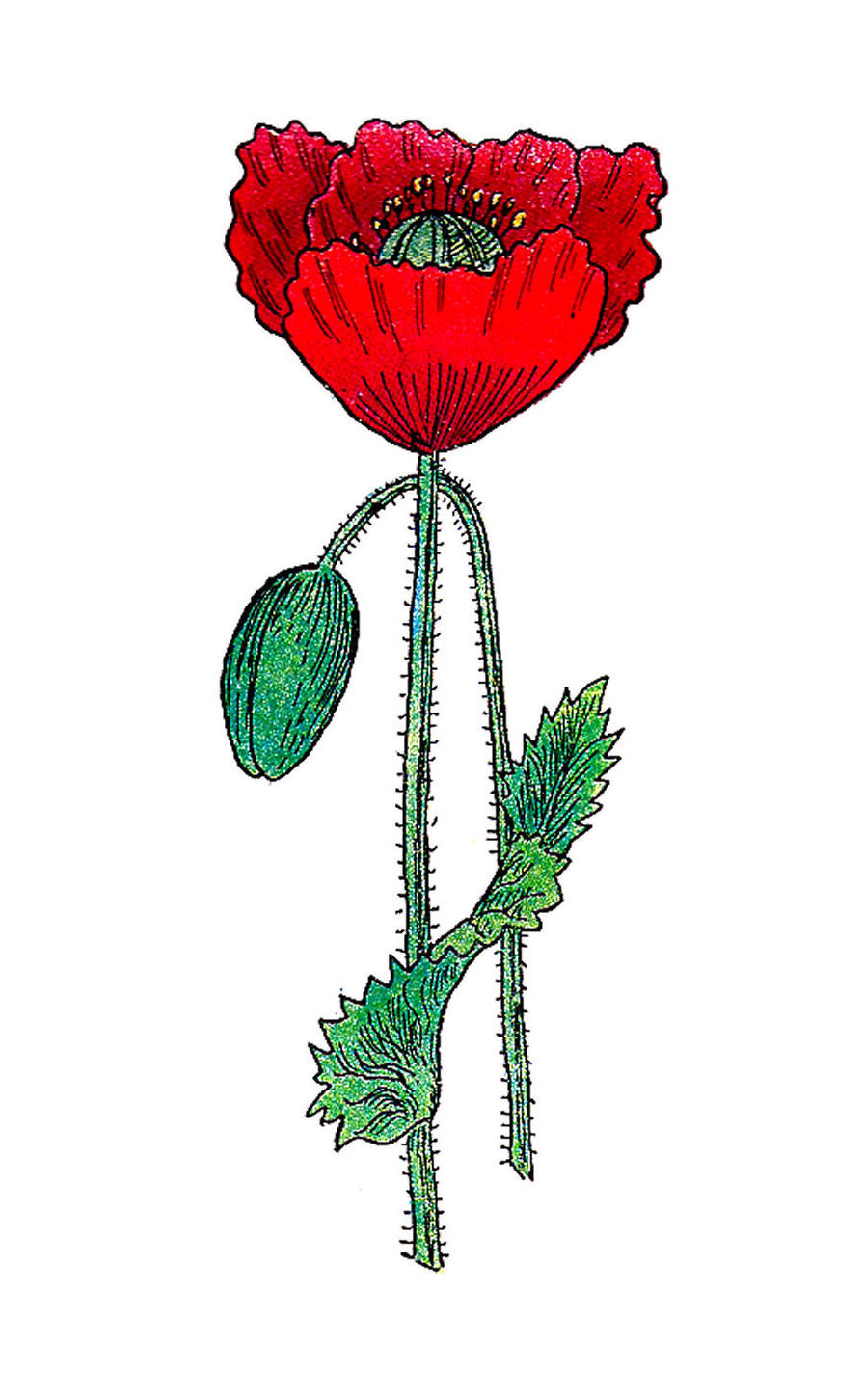 Poppy Flower Clip Art   Clipart Best