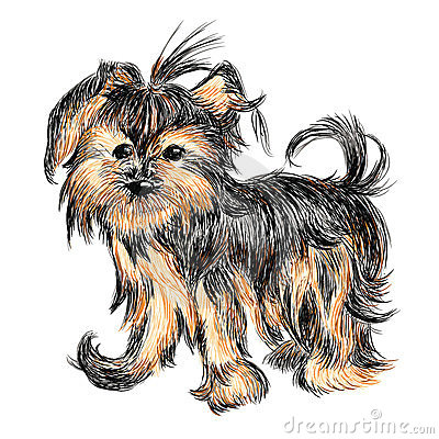 Yorkshire Terrier Stock Photos   Image  23754173