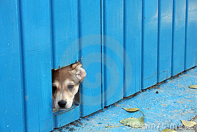 Dog Hiding Royalty Free Stock Images   Image  4072079