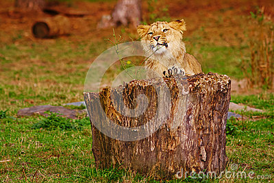 Lion Cub Behind A Stump Royalty Free Stock Images   Image  34910669