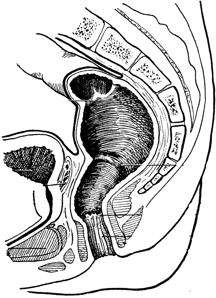 Rectum And Anal Cavity   Clipart Etc