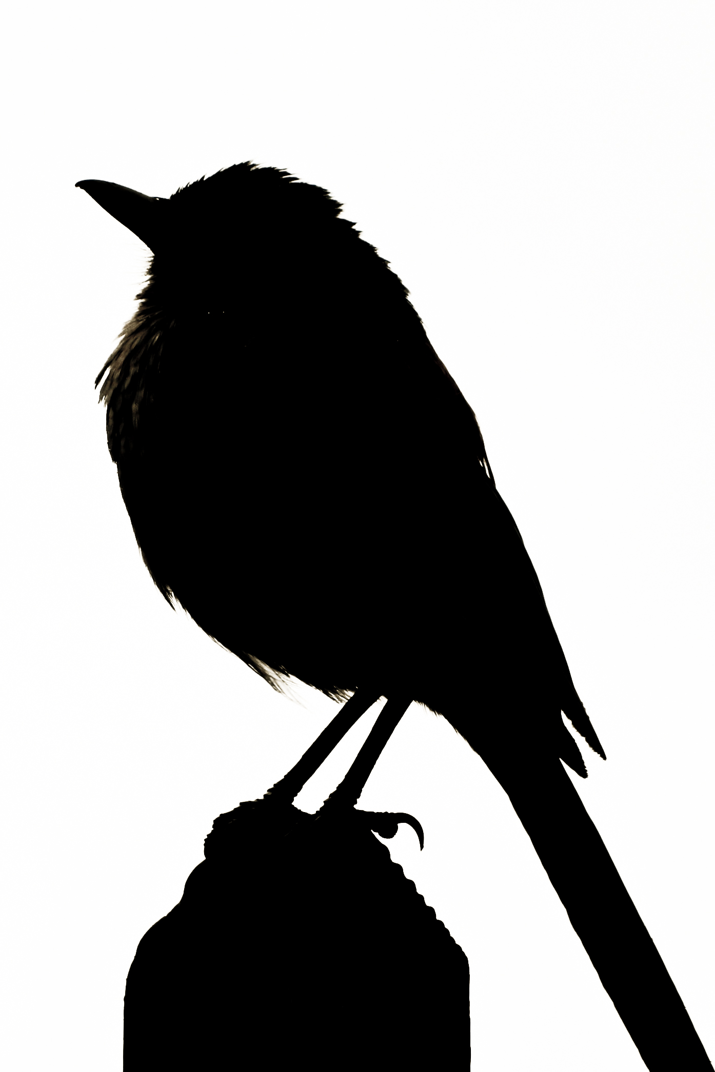 15 Bird Silhouette Images   Free Cliparts That You Can Download To You    