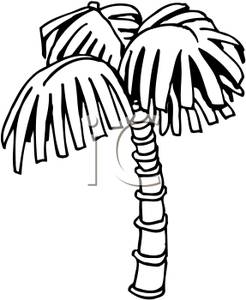 Black And White Coconut Tree Clipart Images   Pictures   Becuo