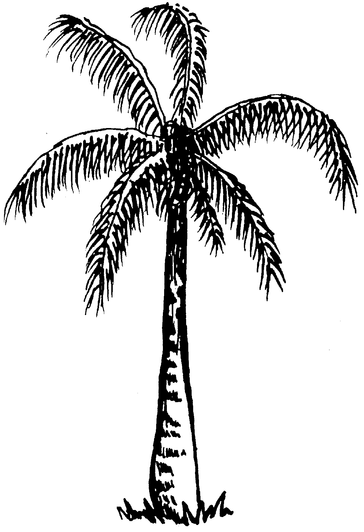 Palm Tree Clip Art Black And White   Clipart Panda   Free Clipart    