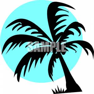 Pin Funny Coconut Tree On Pinterest