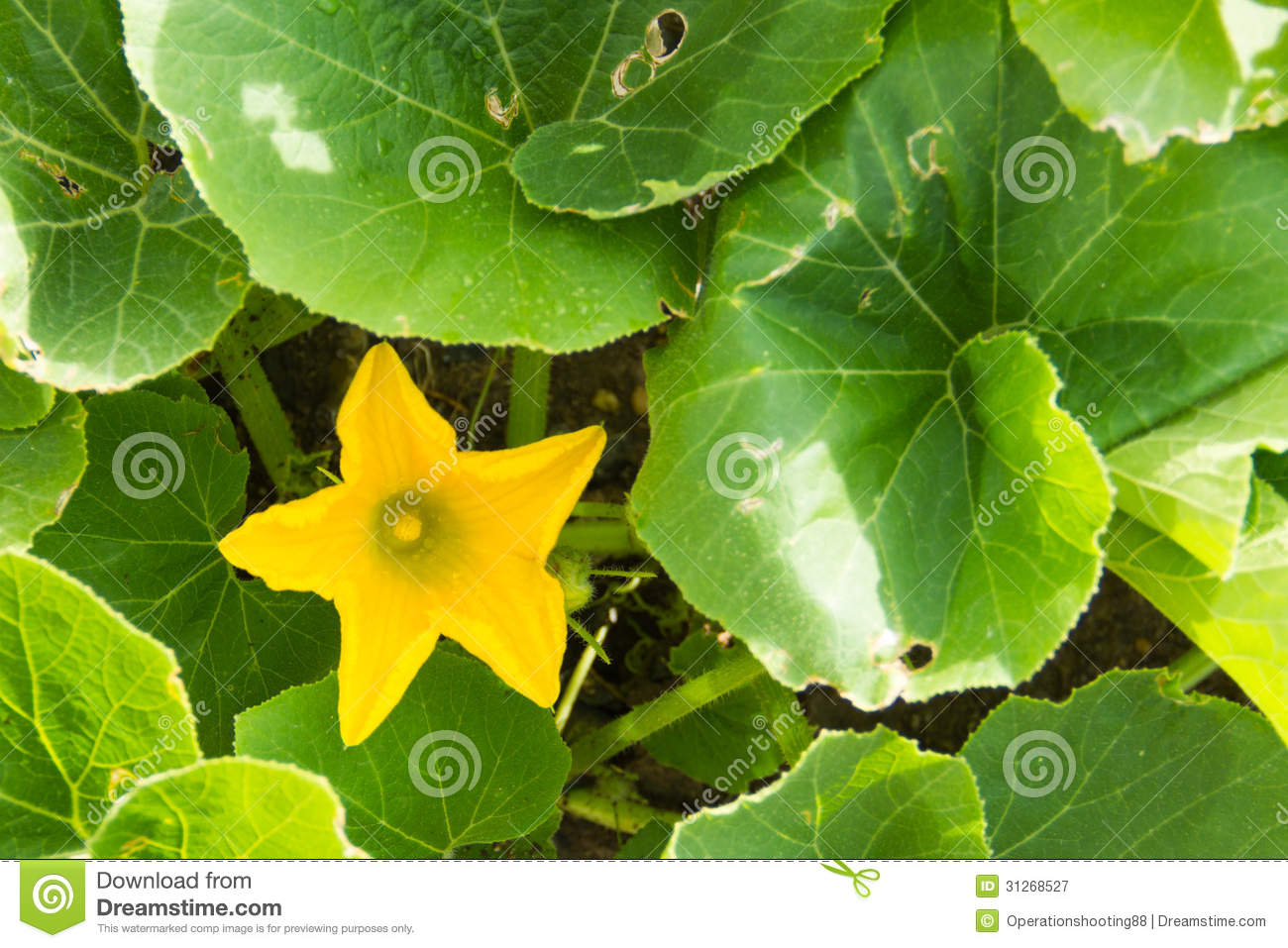 Pumpkin Flower Royalty Free Stock Photography   Image  31268527