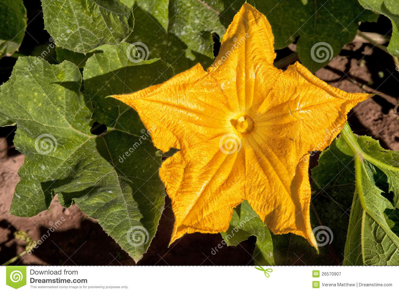 Pumpkin Or A Squash Flower In The Home Garden Or The Farmer S Pumpkin