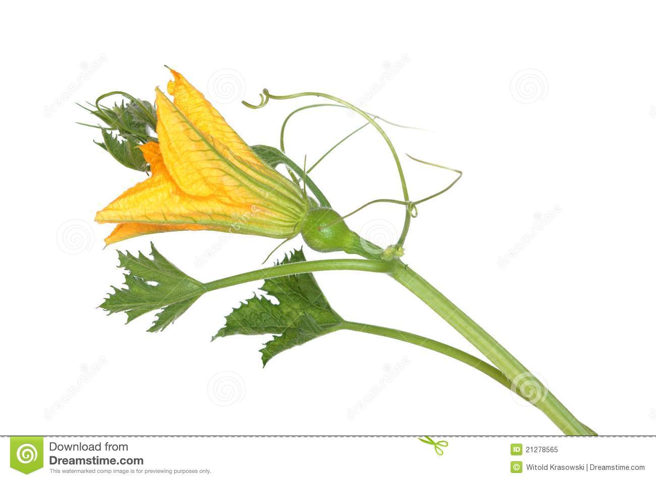 Pumpkin S Stem From Flowers And Leaves On White Background