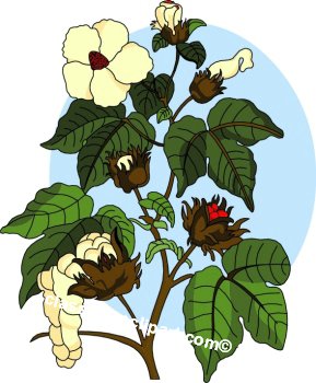 Cotton Plant Clip Art Pic  18