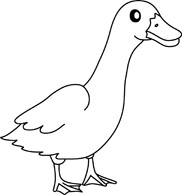 For Duck Pictures   Graphics   Illustrations   Clipart   Photos