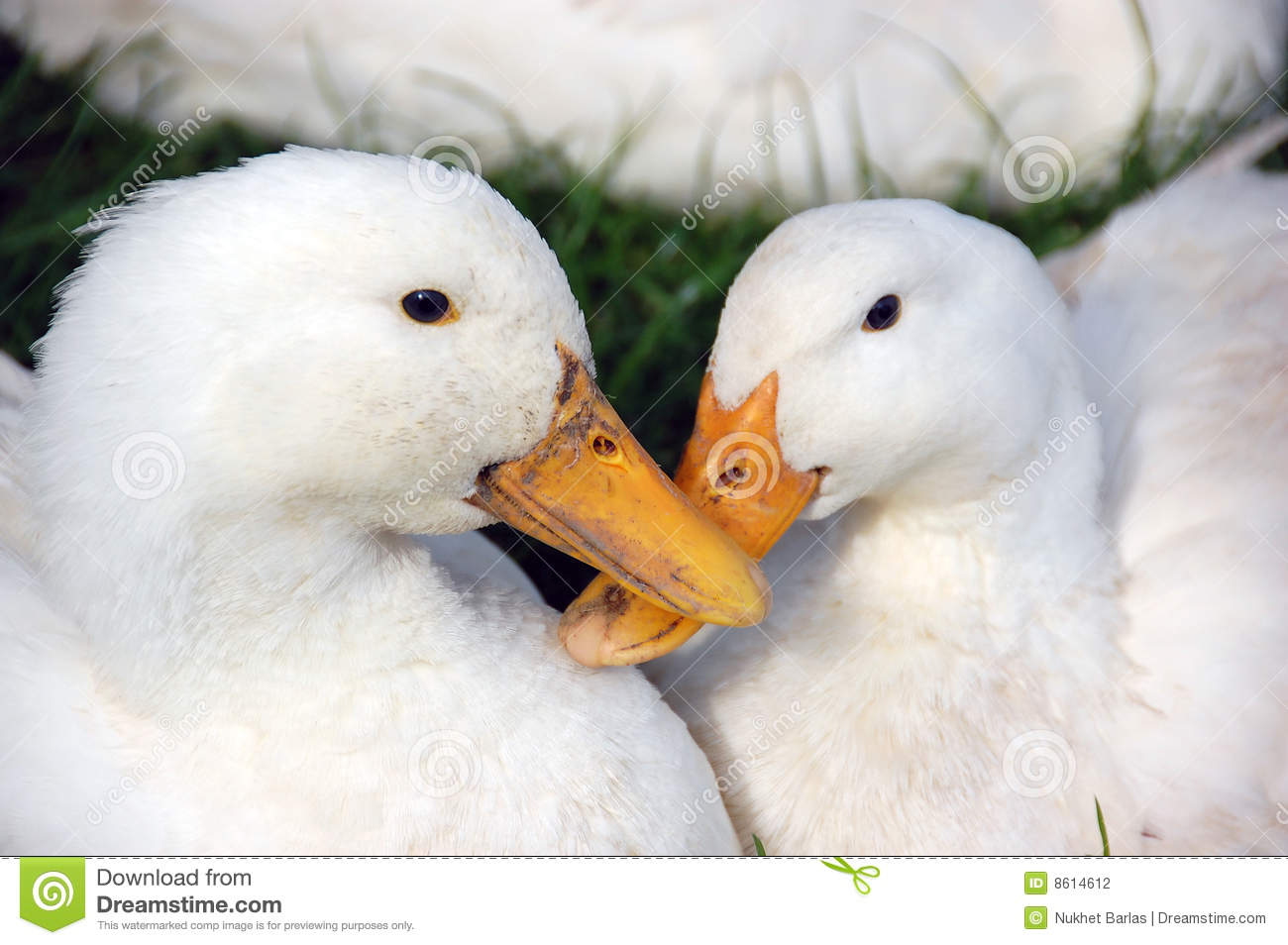 Two White Ducks With White Fluffy Feathers Dark Eyes And Orange    