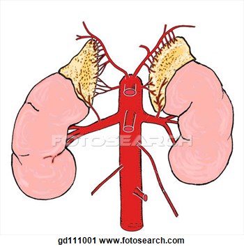 Clipart   Multiple Arterial Blood Supply Of Suprarenal Glands