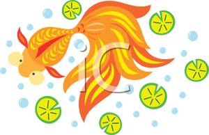 Koi Fish Swimming In A Pond   Royalty Free Clipart Picture