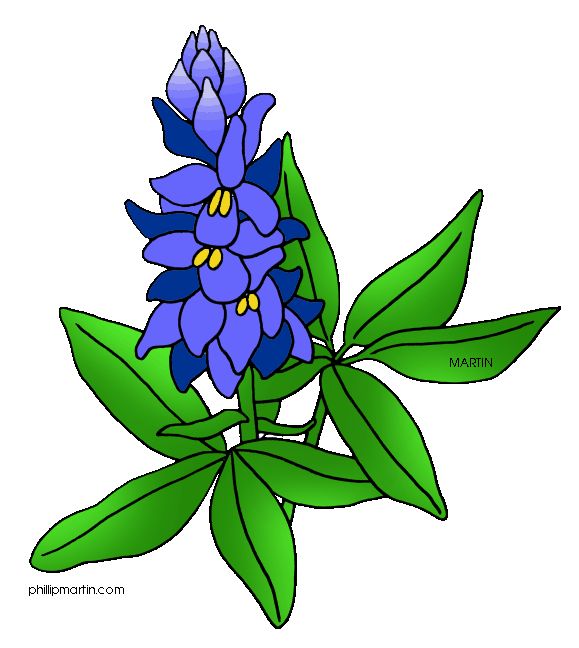 Texas State Flower   Bluebonnet   Floral Art And Design   Pinterest