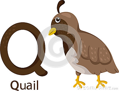 Cute Quail Clipart Illustrator Q Quail Vector