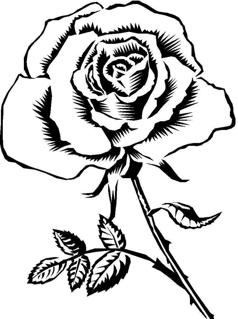Dermatologist Clipart 64510 Rose Clipart Black And White Hawaii