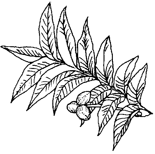 Pecan Drawing Colouring Picture Plant The