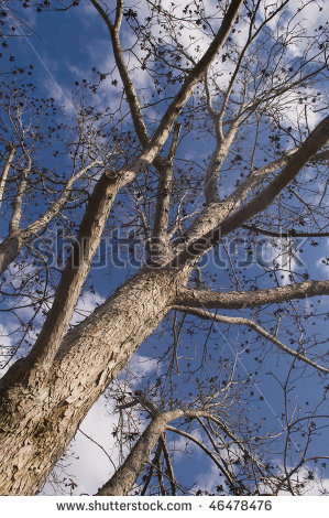 Pecan Tree Clipart