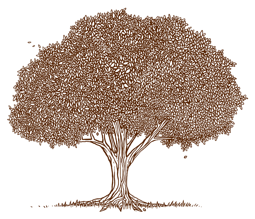 Pecan Tree Clipart Illustration For Cathead Pecan