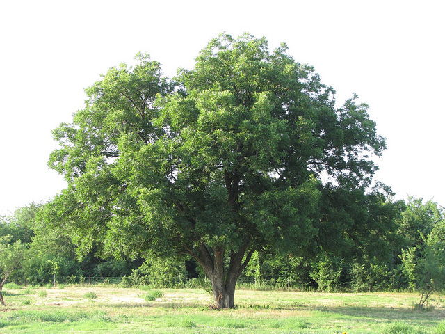 Pecan Tree Pecan Tree