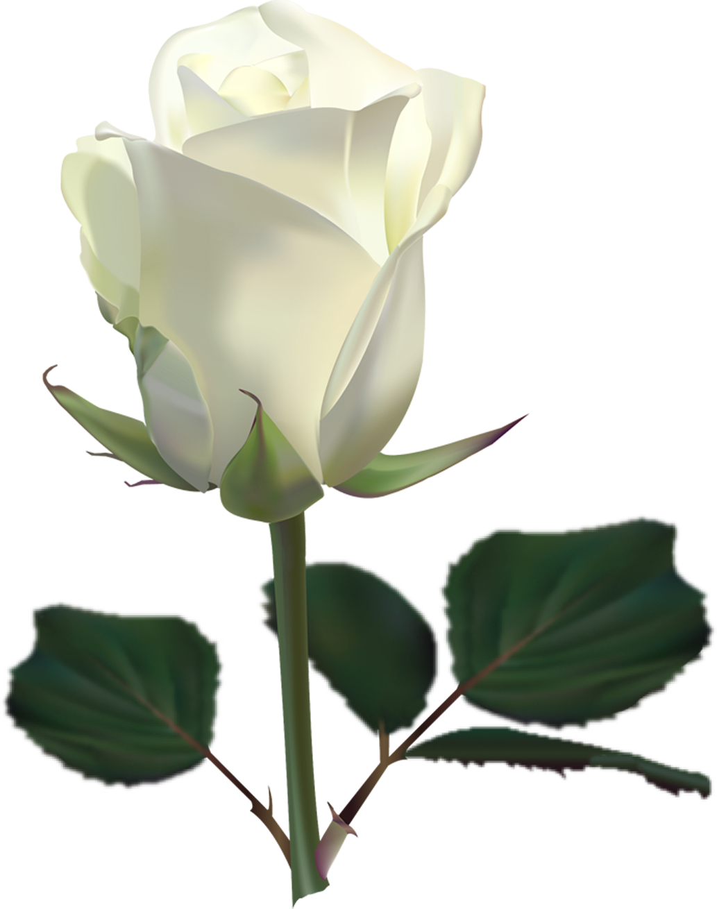 Png Image  White Rose Png Image Flower White Rose Png Picture