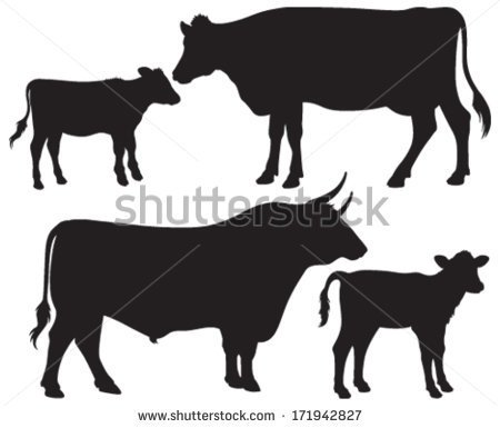 Vector Silhouettes Of A Bull A Cow And Two Calves   Stock Vector