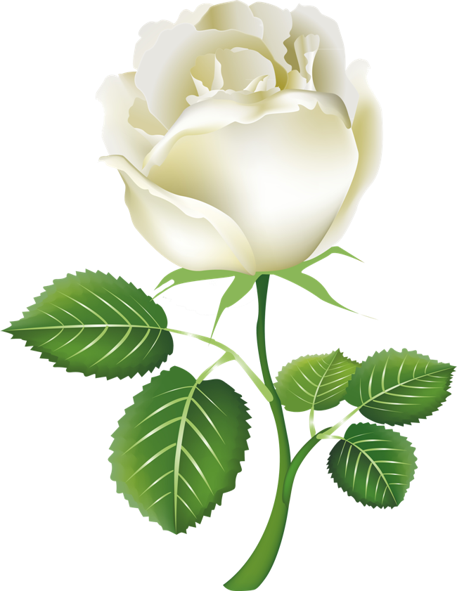 White Rose Png Image Flower White Rose Png Picture   White Rose Png    